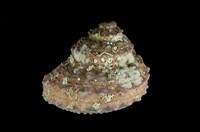 藏品(塔星螺)的圖片